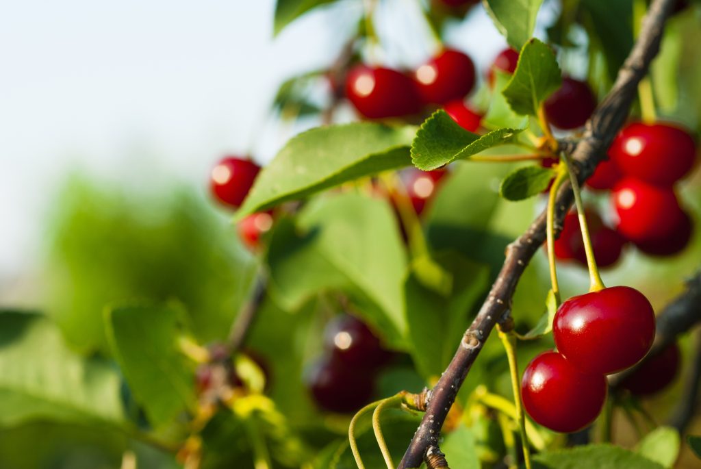 Little Trees Wild Cherry aromatizante