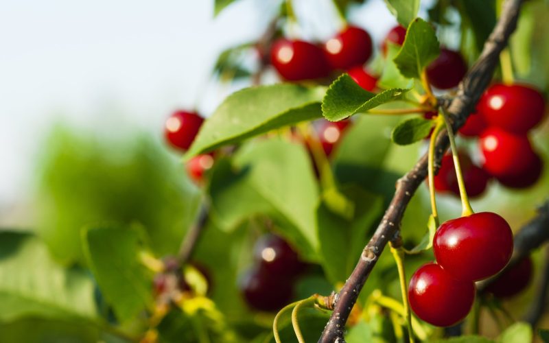 Little Trees Wild Cherry aromatizante
